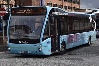 Photo of Marcella, TFZ 8803